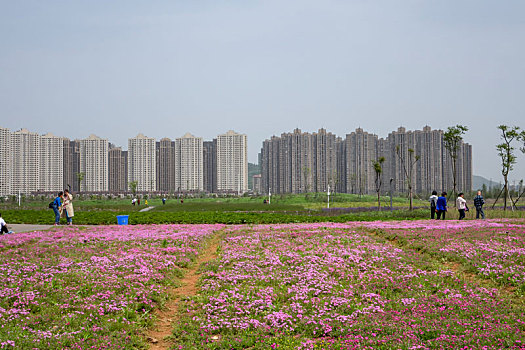 沙洋,湿地,风光