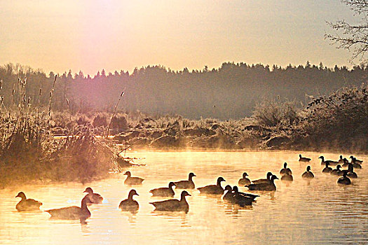 黑额黑雁,加拿大雁,日出,安静,溪流,湖,地方公园,不列颠哥伦比亚省,加拿大
