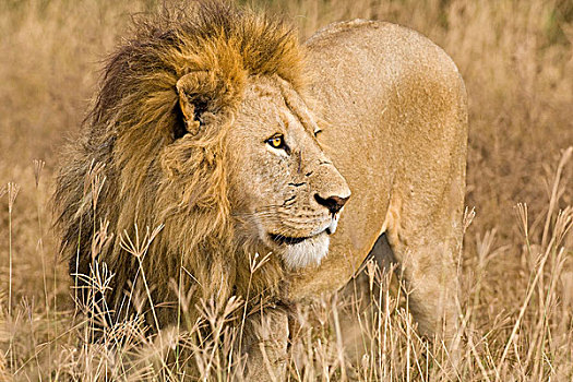 非洲,坦桑尼亚,雄性,狮子,恩戈罗恩戈罗火山口