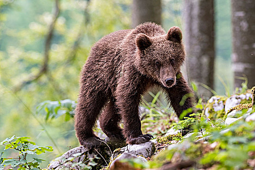 欧洲,棕熊,熊,小动物,树林,区域,斯洛文尼亚