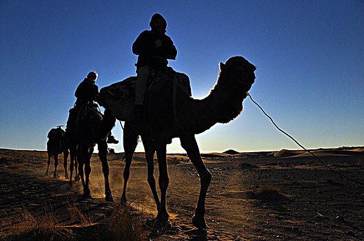 驼队,骆驼,沙漠,撒哈拉沙漠,埃及,非洲
