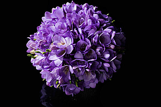 特写,紫色,小苍兰属植物,花束