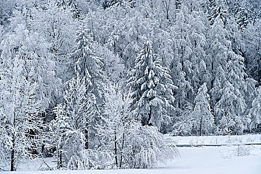 冬季风景,树,白霜,山,巴伐利亚,德国,欧洲