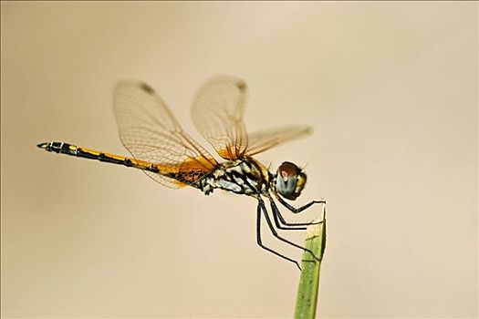 非洲,蜻蜓,蜻蜓目,纳米比亚