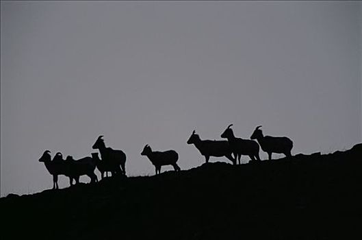 大角羊,剪影,牧群,山岗,麋鹿,国家,休憩之所,怀俄明