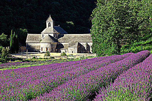 法国,普罗旺斯,沃克吕兹省,薰衣草种植区