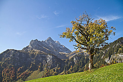 悬铃木,背影,山,格拉鲁斯,阿尔卑斯山,瑞士,欧洲