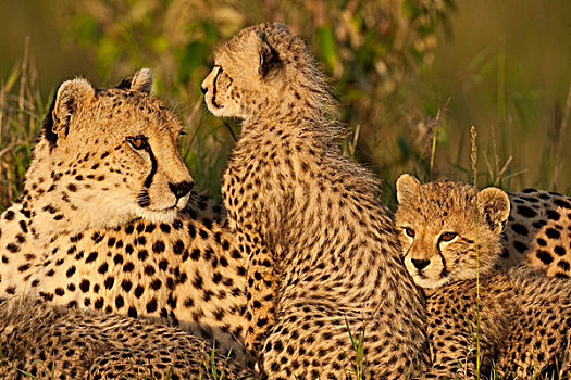 印度豹,猎豹,马塞马拉野生动物保护区,肯尼亚,幼兽