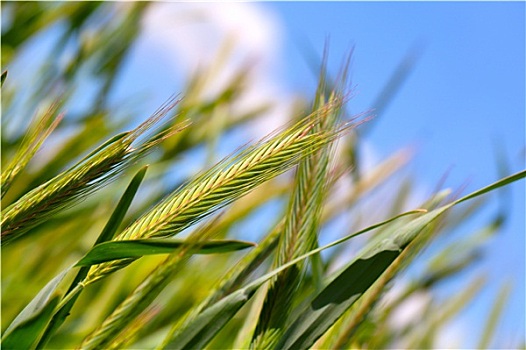 小麦,丰收,蓝色背景,天空