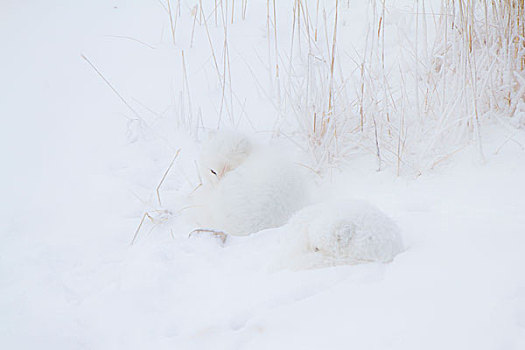 两个,北极狐,雪中,丘吉尔市,野生动物,管理,区域,加拿大