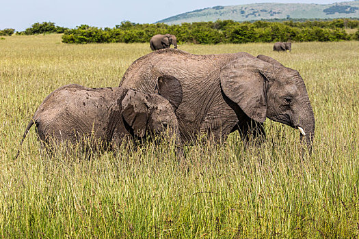 野生,大象,马赛马拉国家保护区,肯尼亚