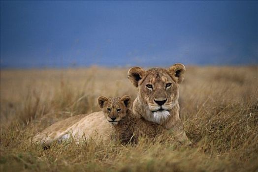 非洲狮,狮子,休息,塞伦盖蒂国家公园,坦桑尼亚