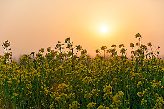 中国河南乡村油菜花