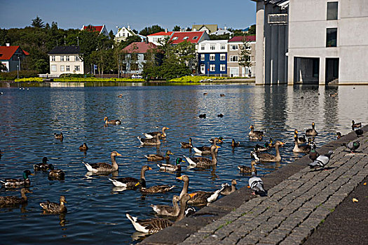 冰岛,雷克雅未克,鸭子,水塘,市中心