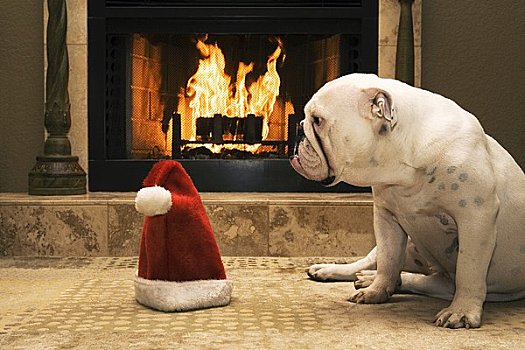 英国斗牛犬,坐,正面,壁炉,看,圣诞帽