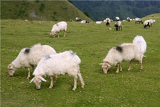 绿色,草地,比利牛斯山脉,绵羊