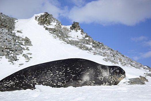 威德尔海豹,半月,岛屿,南极