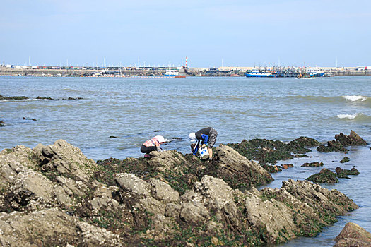 秋日赶海正当时,垂钓捡海螺打牡蛎收获满满