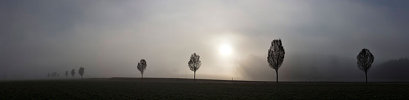雾,树,剪影,瑟尔高,瑞士,欧洲