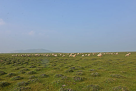 内蒙古锡林郭勒大草原俊马羊群
