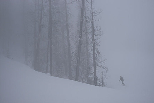 滑雪,树,雾,惠斯勒,不列颠哥伦比亚省,加拿大