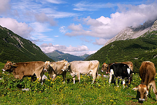 母牛,草地,阿尔卑斯山,山