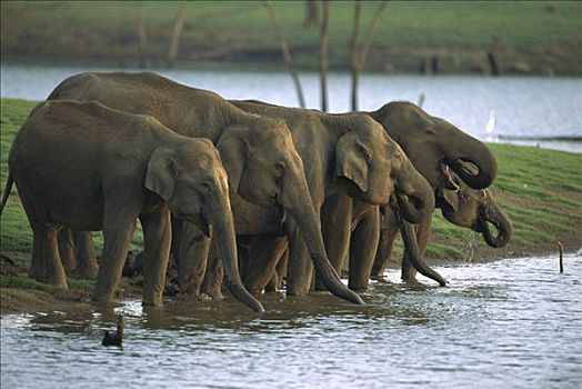 亚洲象,象属,牧群,喝,河,国家公园,印度