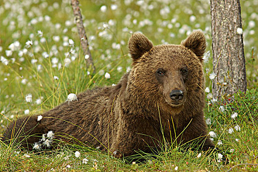 褐色,熊,卡瑞里亚,芬兰,欧洲