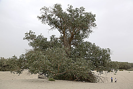 沙漠植物,新疆喀什塔什库尔干县
