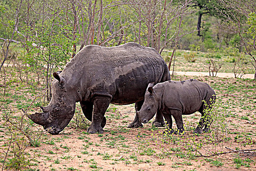 白色,犀牛,白犀牛,成年,动物,小动物,觅食,吃,交际,行为,厚皮动物,克鲁格国家公园,南非,非洲