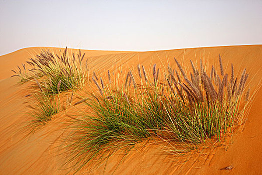红色,沙子,沙丘,区域,沙漠,只有,植物,幸存,阿布扎比,团结,阿拉伯,酋长国,中东,亚洲
