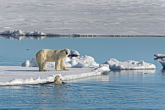 北极熊,浮冰,斯匹次卑尔根岛,挪威,欧洲