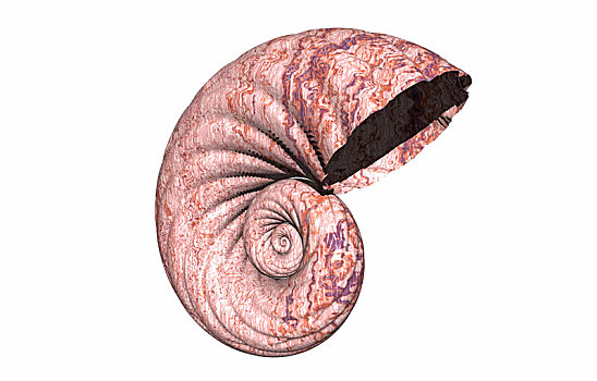 蜗牛壳,隔绝