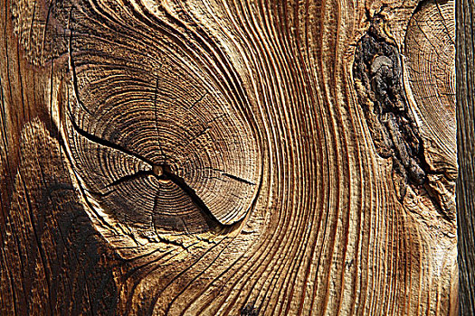 木头,枝条,图案
