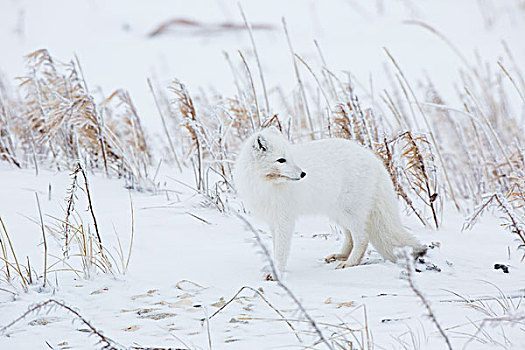 北极狐,冬天,丘吉尔市,野生动物,管理,区域,曼尼托巴,加拿大