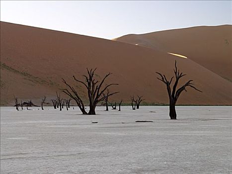 早晨,死亡谷,漂亮,骨骼,树,上方,500年