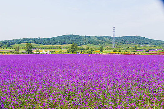 薰衣草花海