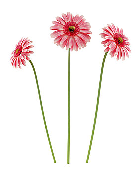 粉色,大丁草,雏菊,花,隔绝,白色背景,背景