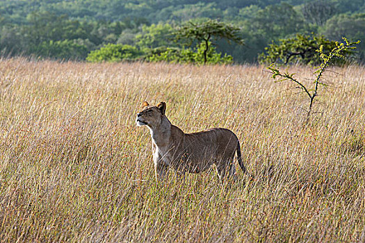 肯尼亚,荒野,雌狮,嗅,早晨,空气