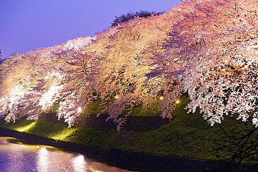 樱花,树,夜晚