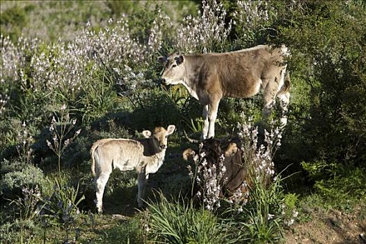 母牛,幼兽,国家公园,萨丁尼亚,意大利,欧洲