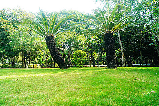 深圳红树林公园绿色草坪景观