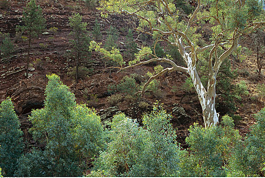 桉树,悬崖,弗林德斯山国家公园,澳大利亚