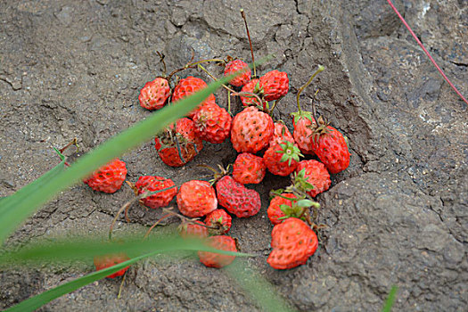 茶山野草莓