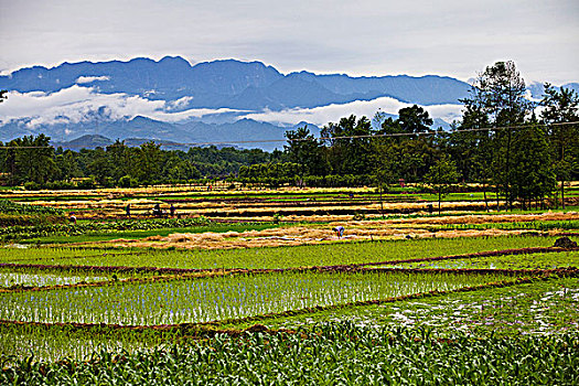 四川邛崃