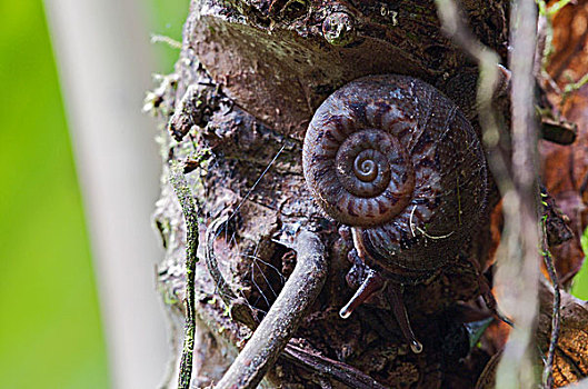蜗牛,安第斯山,厄瓜多尔