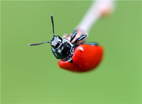 小,红色,甲虫