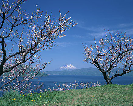 湖,盛开,李子,山