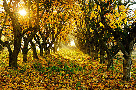 果园,草地,秋天,阳光,晨雾,靠近,科维亚弗特,萨克森安哈尔特,德国