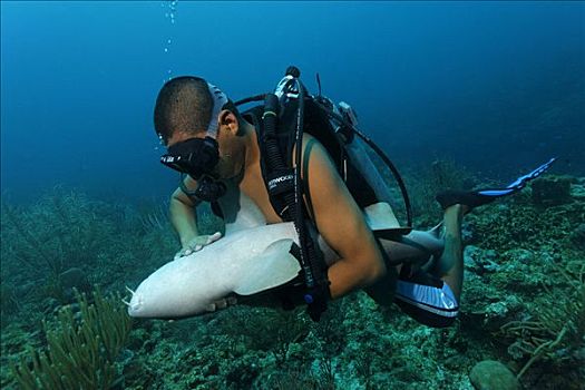 深潜,指导,拿着,加勒比海,护理,鲨鱼,特别,腹部,冷漠,佩特罗,岛屿,伯利兹,中美洲